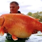 Carpa gigante de 30 quilos é capturada na França
