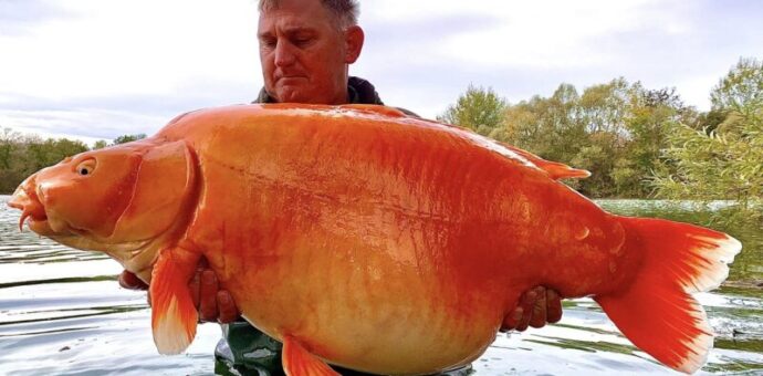 Carpa gigante de 30 quilos é capturada na França